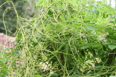 Cuscuta reflexa